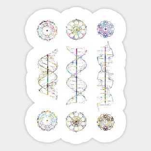 A-,B-, and Z-DNA Sticker